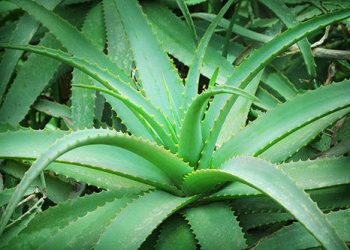 aloe vera sulla pelle del viso