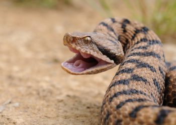 crema al veleno di vipera