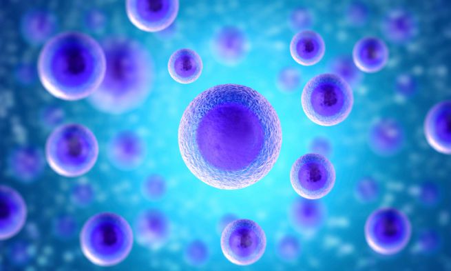 crema alle cellule staminali