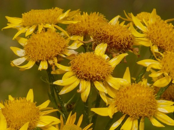 arnica montana ingredienti