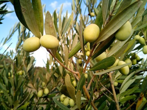 crema anticellulite con estratto di olio di oliva