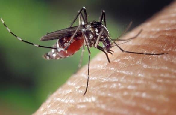 dermofitosoma contro prurito puntura zanzara