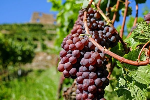 estratto sei uva rossa polifenoli