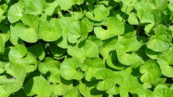 ingredienti antirughe centella asiatica