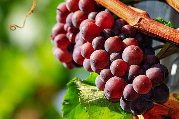 ingredienti maschera estratto uva rossa
