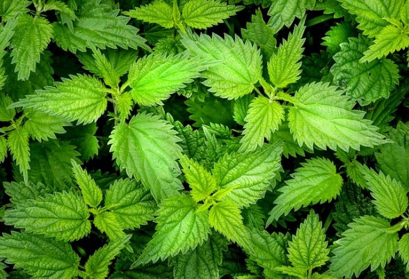 ingredienti ricrescita capelli ortica