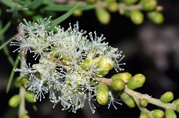 olio essenziale di melaleuca
