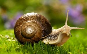 Bava di lumache per smagliature: funziona?