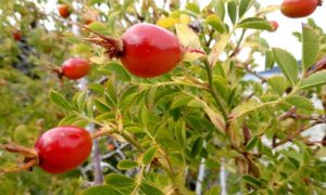 antirughe naturali più potenti