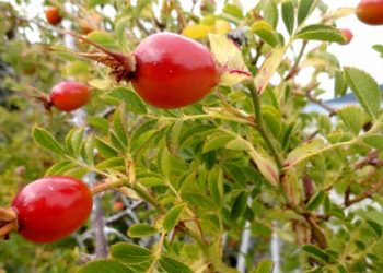 antirughe naturali più potenti