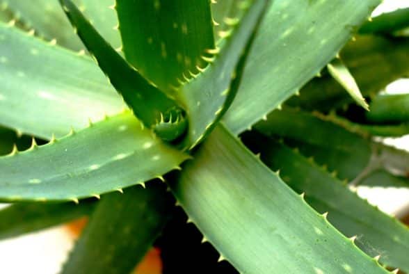 aloe vera antirughe pelli miste