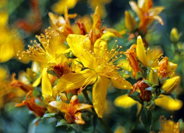 controindicazioni olio di iperico
