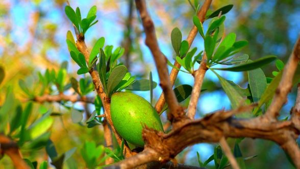 come si applica olio di argan