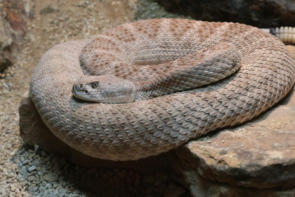 crema antirughe al veleno di vipera