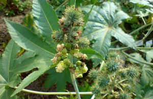 olio di ricino antirughe