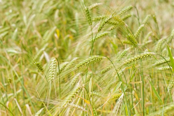 orzo contenuto nelle creme antirughe