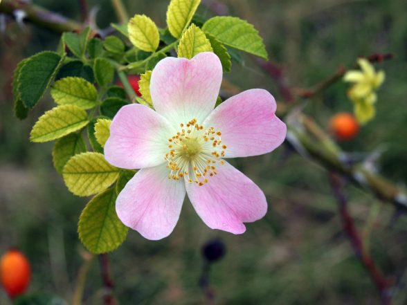 rosa mosqueta antirughe pelli miste