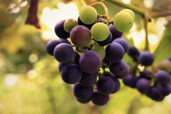 vitamine uva antirughe