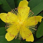 Olio di Iperico