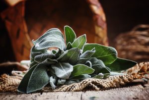 Salvia per sbiancare i denti