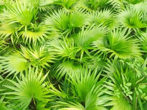 Serenoa repens caduta capelli